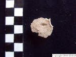 L_V20d5092 A16.31 R827 lR at view of vertebral body.JPG L_V20d5092 A16.31 R827 lR at view of vertebral body